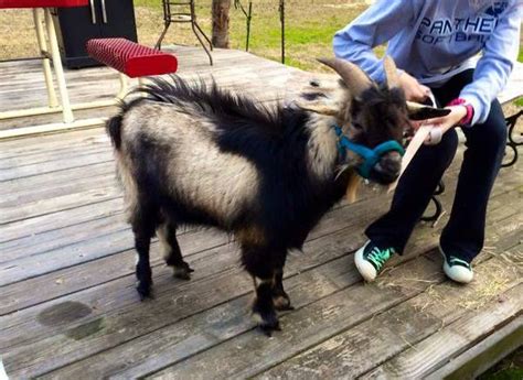 Fainting Goats - $250 (Keene) Fainting Goats. -. $250. (Keene) 1 have 2 Myotonic Goats available, otherwise known as Fainting Goats. They are …